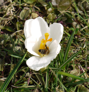Biene und Krokus Biene und Krokus