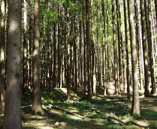 Keltenschanze / Viereckschanze im Laufzorner Holz Keltenschanze / Viereckschanze im Laufzorner Holz
