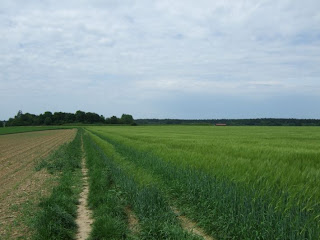 Viereckschanze Buchendorf