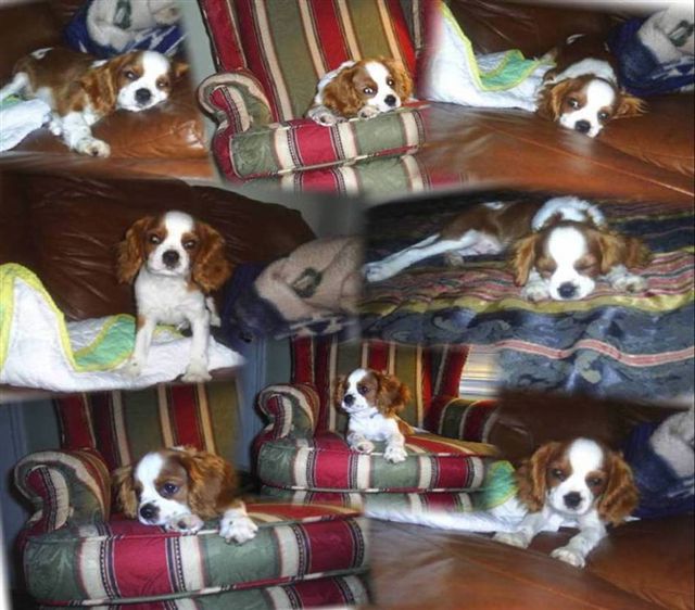 Alexandra Dog Grooming Needham Market Alexandra Dog Grooming Needham Market