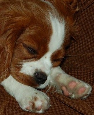 Antiobiotic For Dog Ear Infection Antiobiotic For Dog Ear Infection
