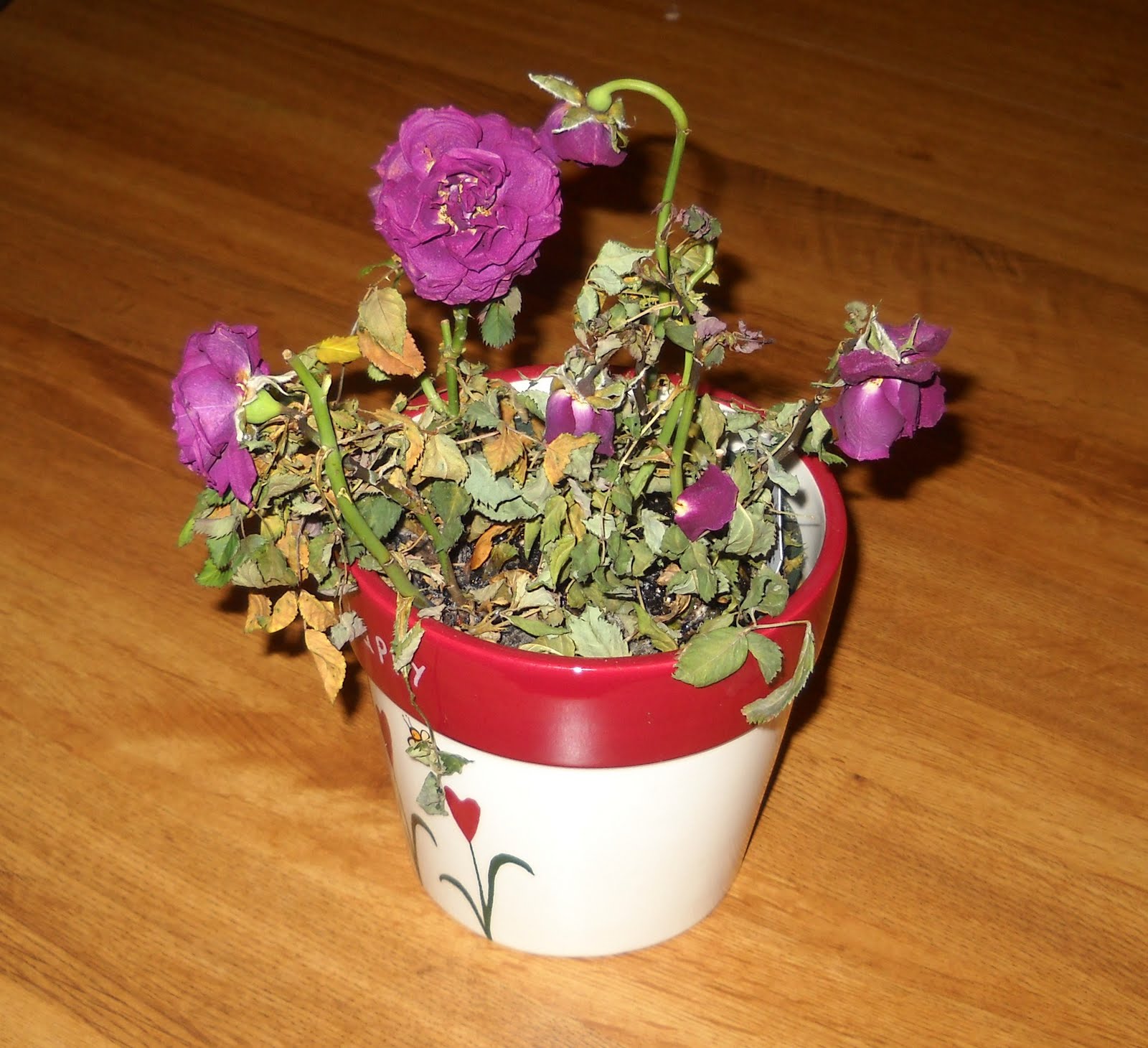 [Dead+Flower.JPG]