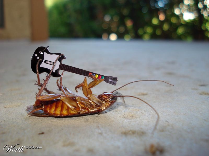 Tutorial for English Learners Como se diz 'barata' em inglês?