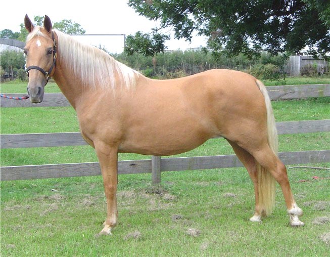 The Perfect Guide To Horses A palomino horse