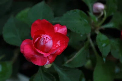 flor rosa