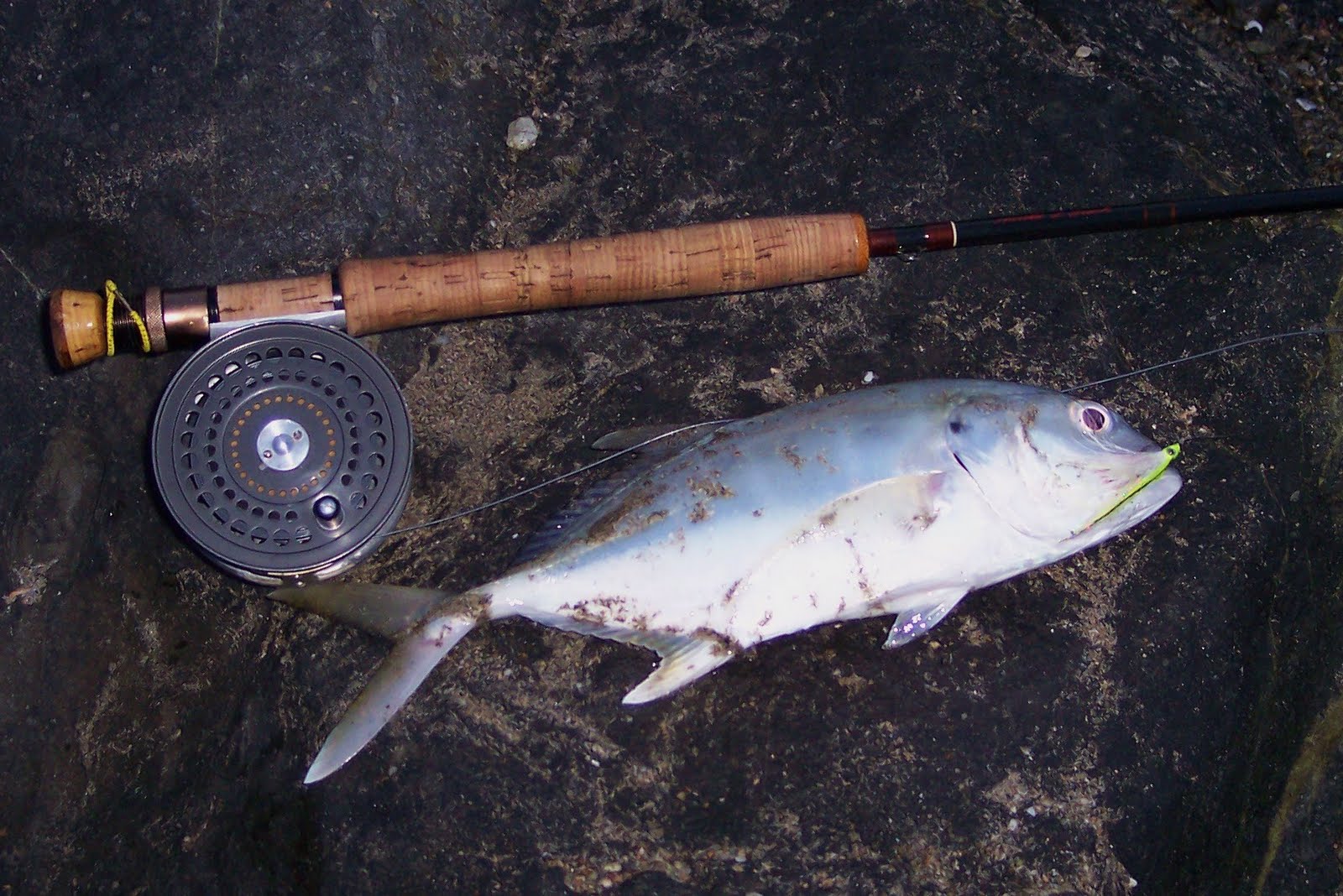 Zihuatanejo Bay, Mexico Flyfishing After the Storm, Jacks Still Hitting