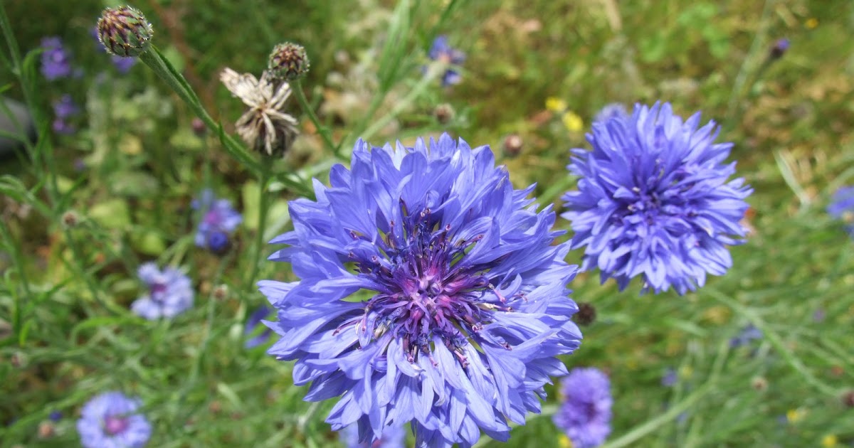 Fleurs Des Champs