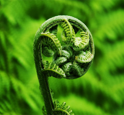during my first vacation in NZ, I fell in love with ferns. during my first vacation in NZ, I fell in love with ferns.