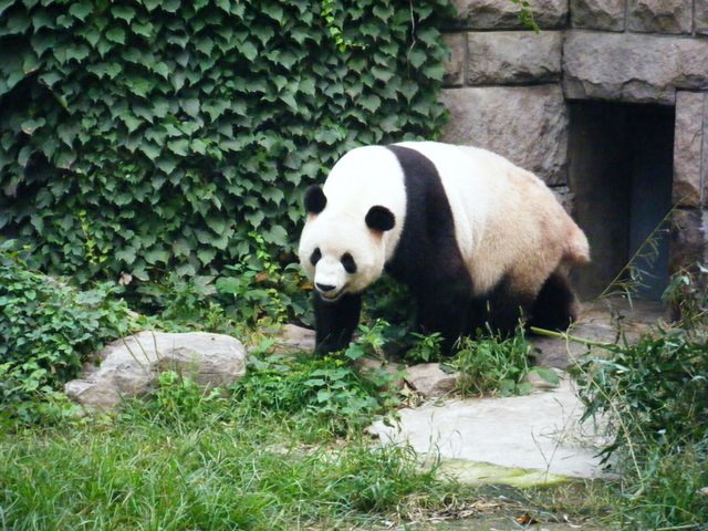 [Panda+Wandering+Around.JPG]