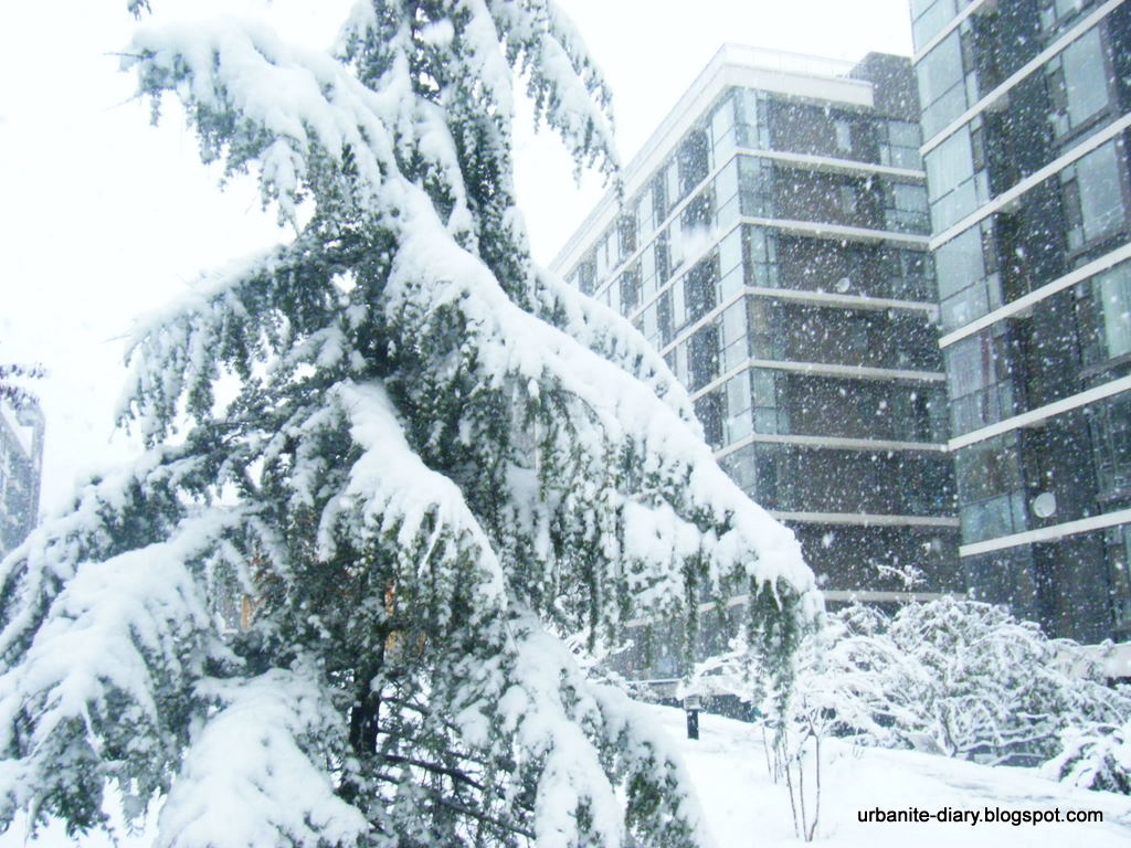 [Tree+covered+with+snow.JPG]