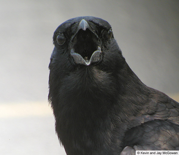 [american-crow.jpg]