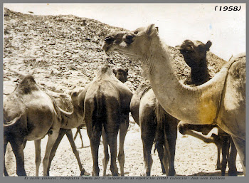 Rebaño de camellos a las afuera del Aaiún