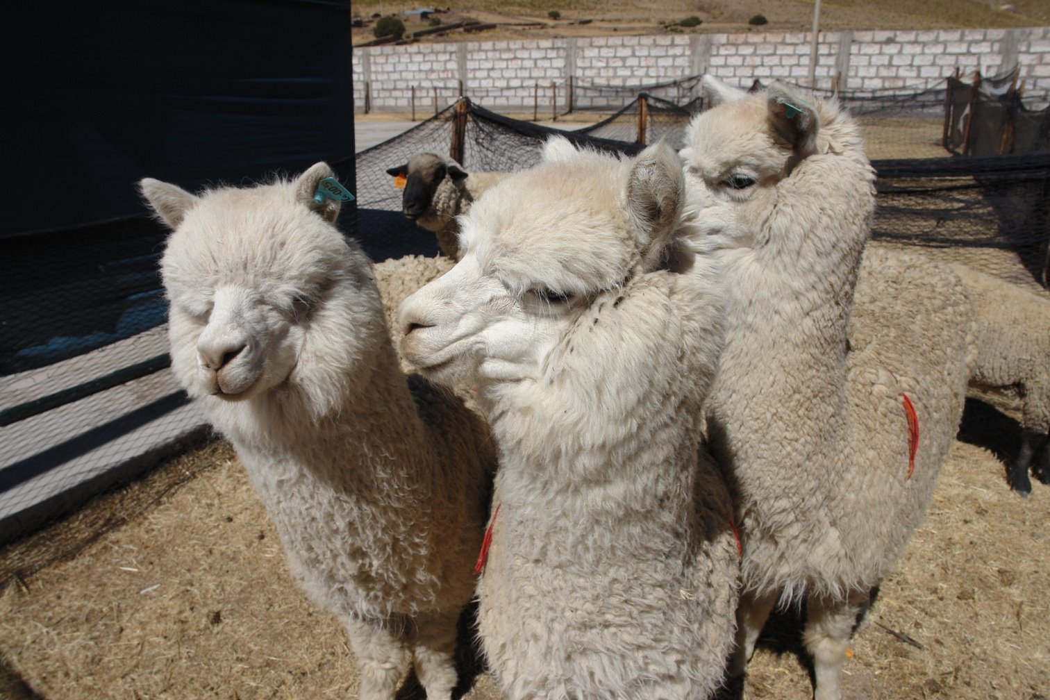 [feria1.jpg]