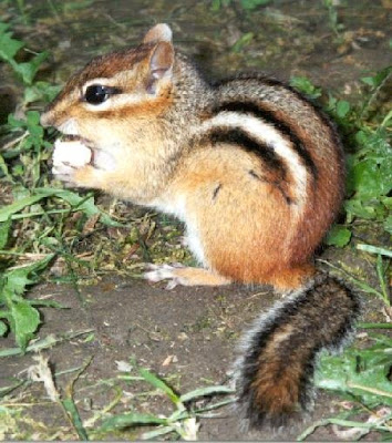 Tupai
