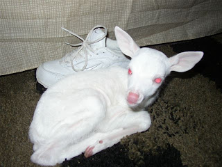 albino deer