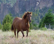 Caballos en libertad