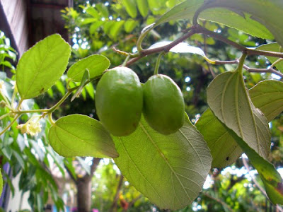 Buah Putsa