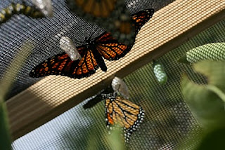 newly hatched monarchs