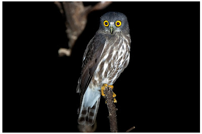 Animals World: wallpapers of animal brown hawk owl posters Animals World: wallpapers of animal brown hawk owl posters