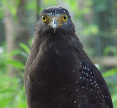 Crested Serpent Eagle