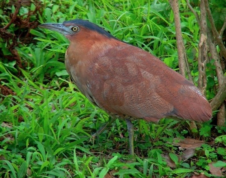 [Malayan+Night+Heron-Jiji.JPG]