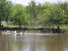 "Revuelo en la laguna"