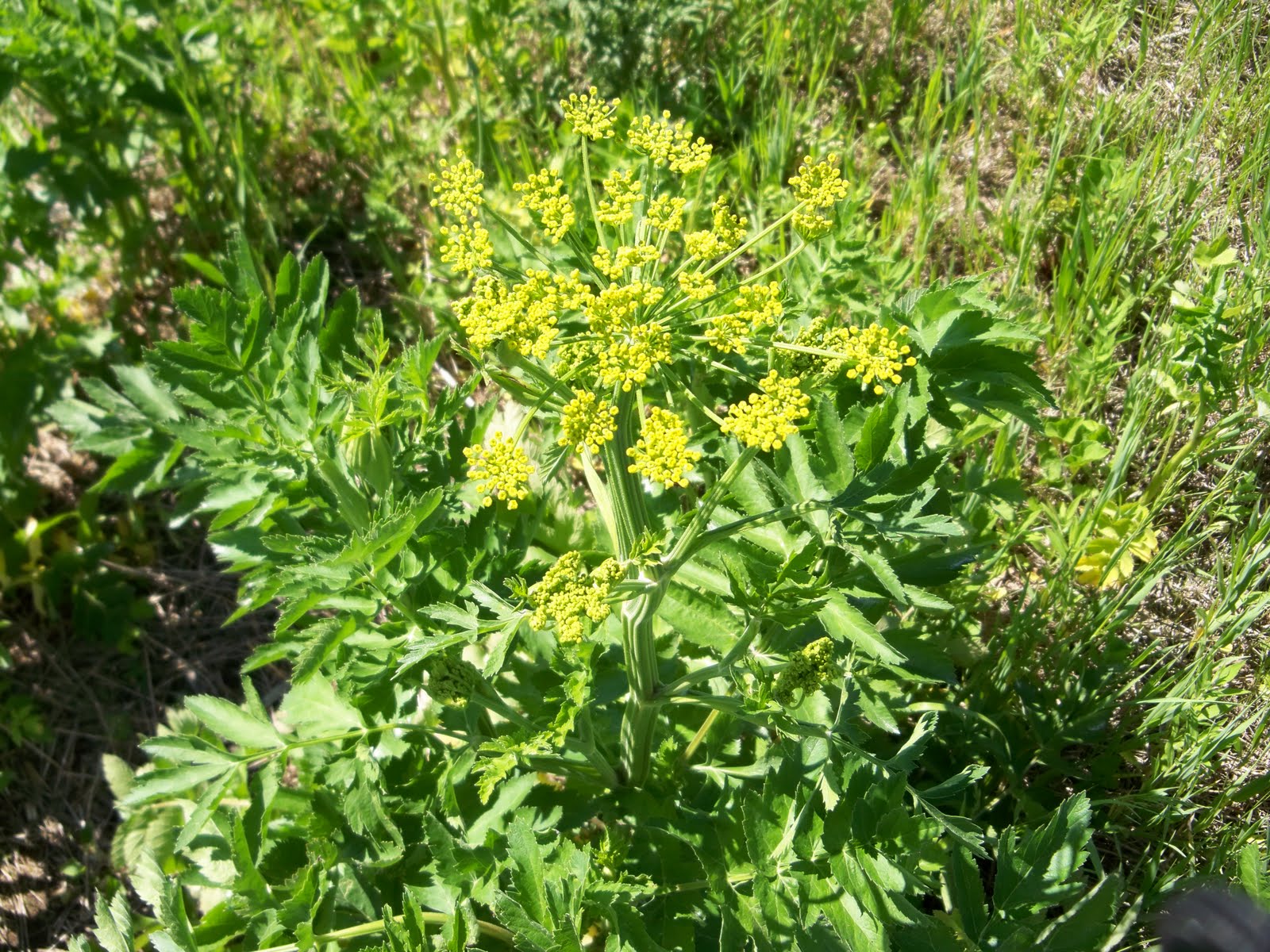 NATURE NOTES WILD PARSLEYOR DILL