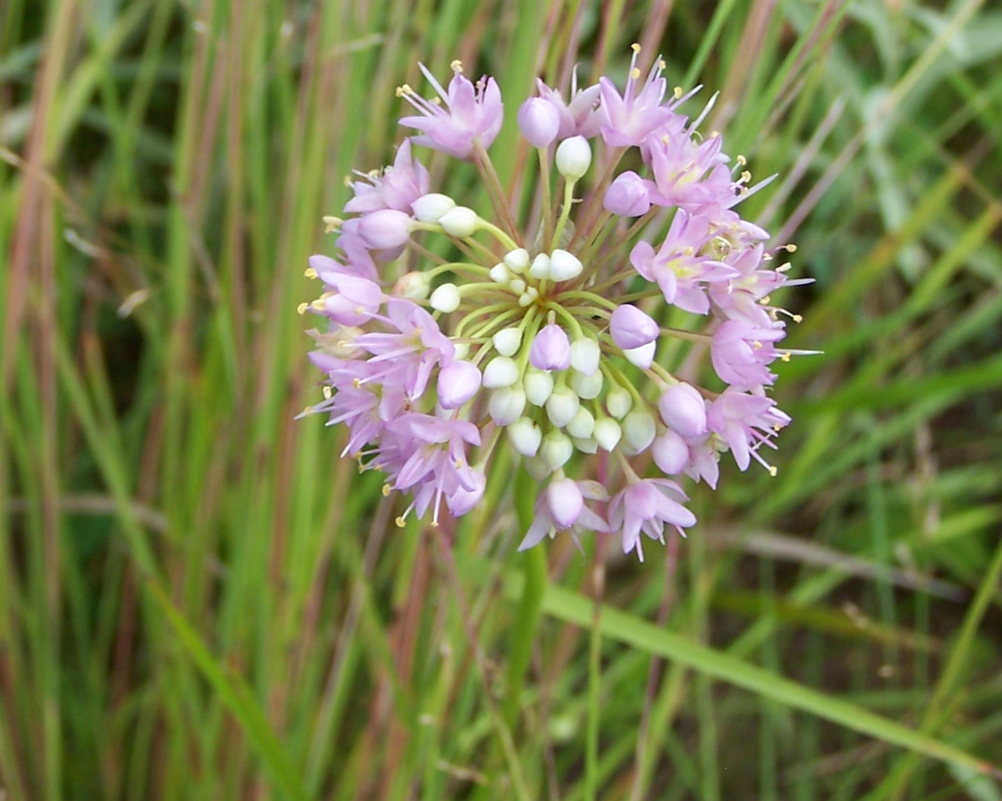 NATURE NOTES August 2010