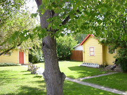 Backyard in June