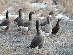 goose, goose, goose, goose, duck