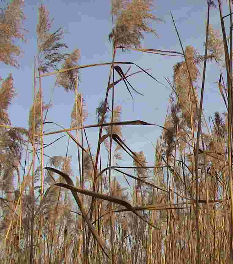 With reeds and rushes,