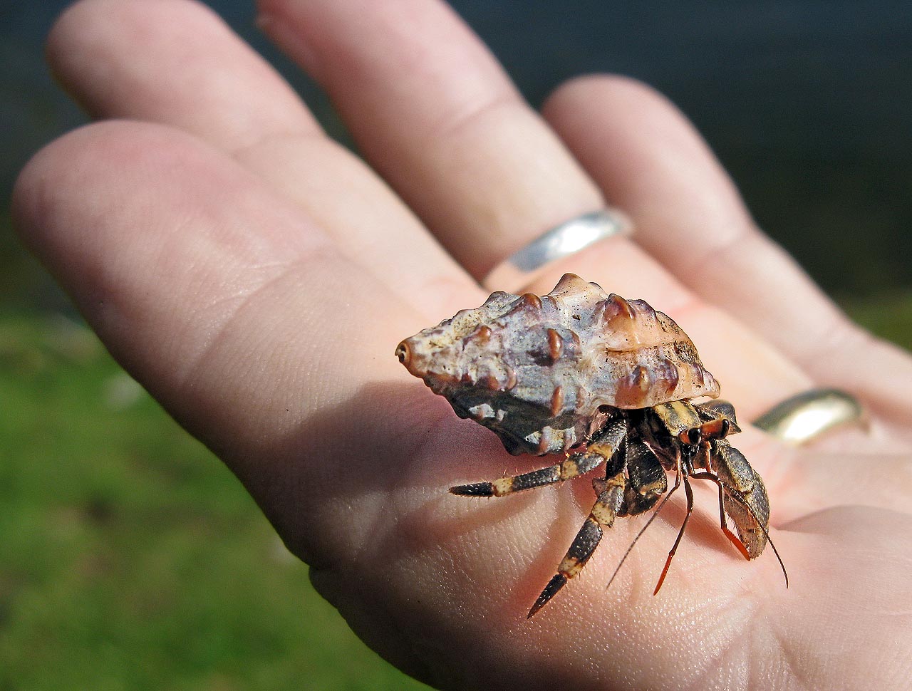 williampennmanship new jersey hermit crab population on williampennmanship new jersey hermit crab population on