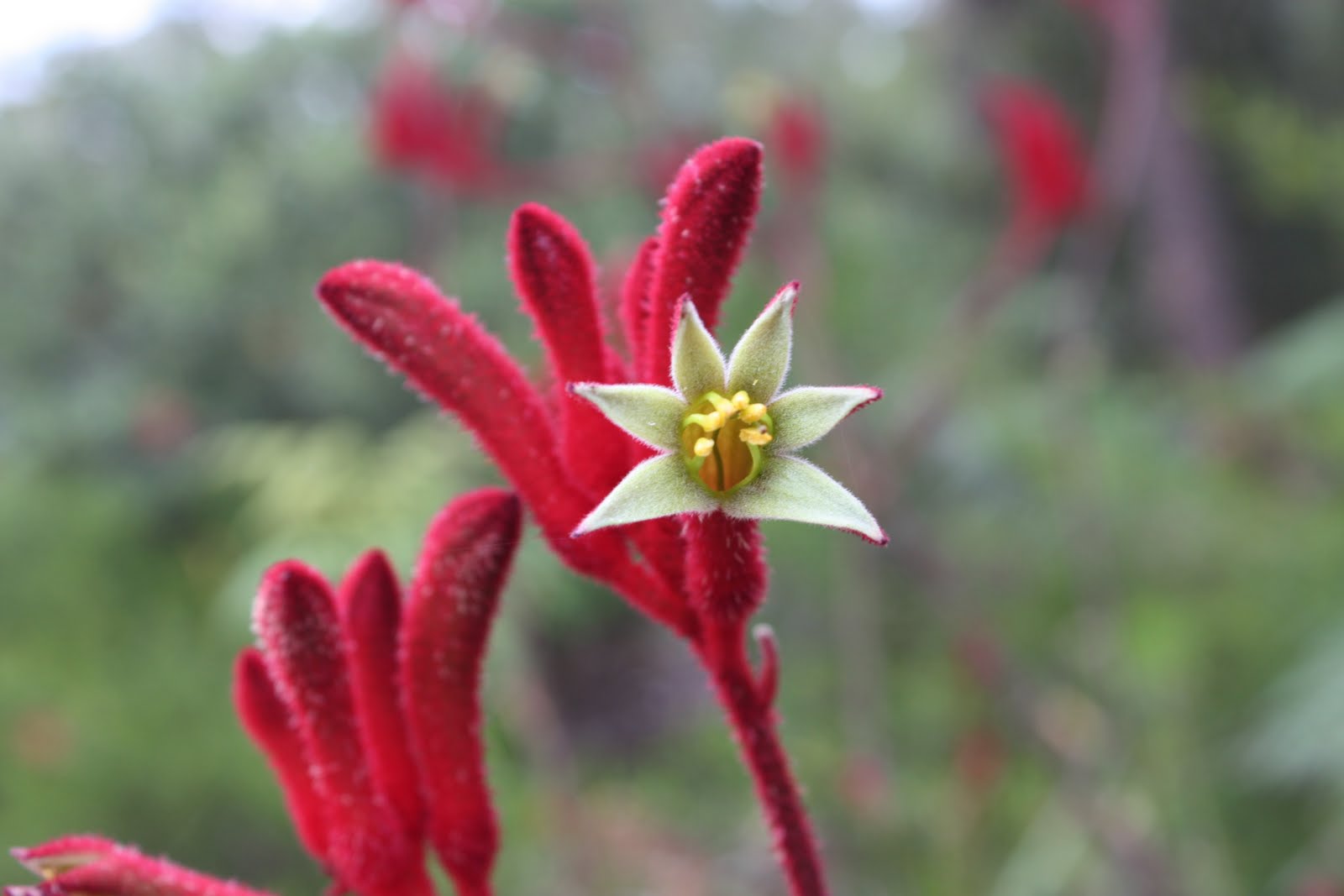 i am a liminal being kangaroo paw i am a liminal being kangaroo paw