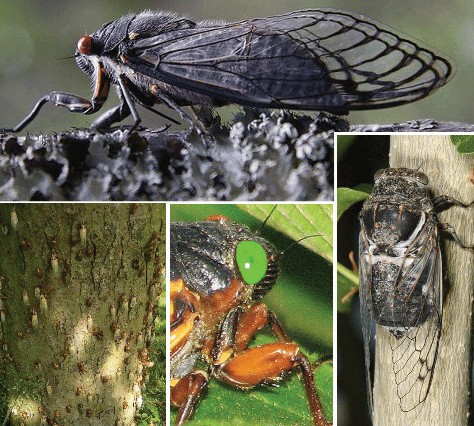 [Cicadas.png]