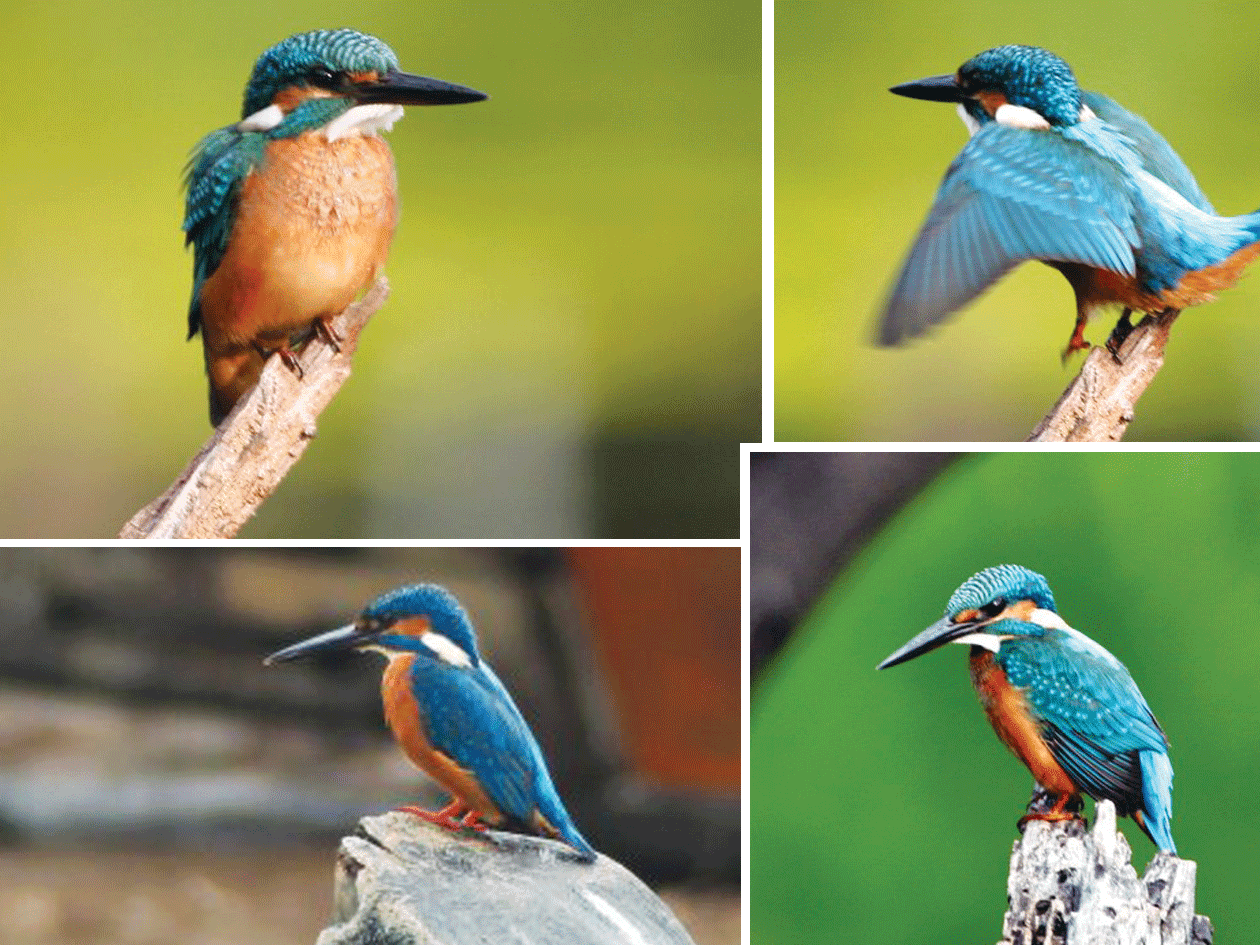 [Small-Blue-Kingfisher.png]