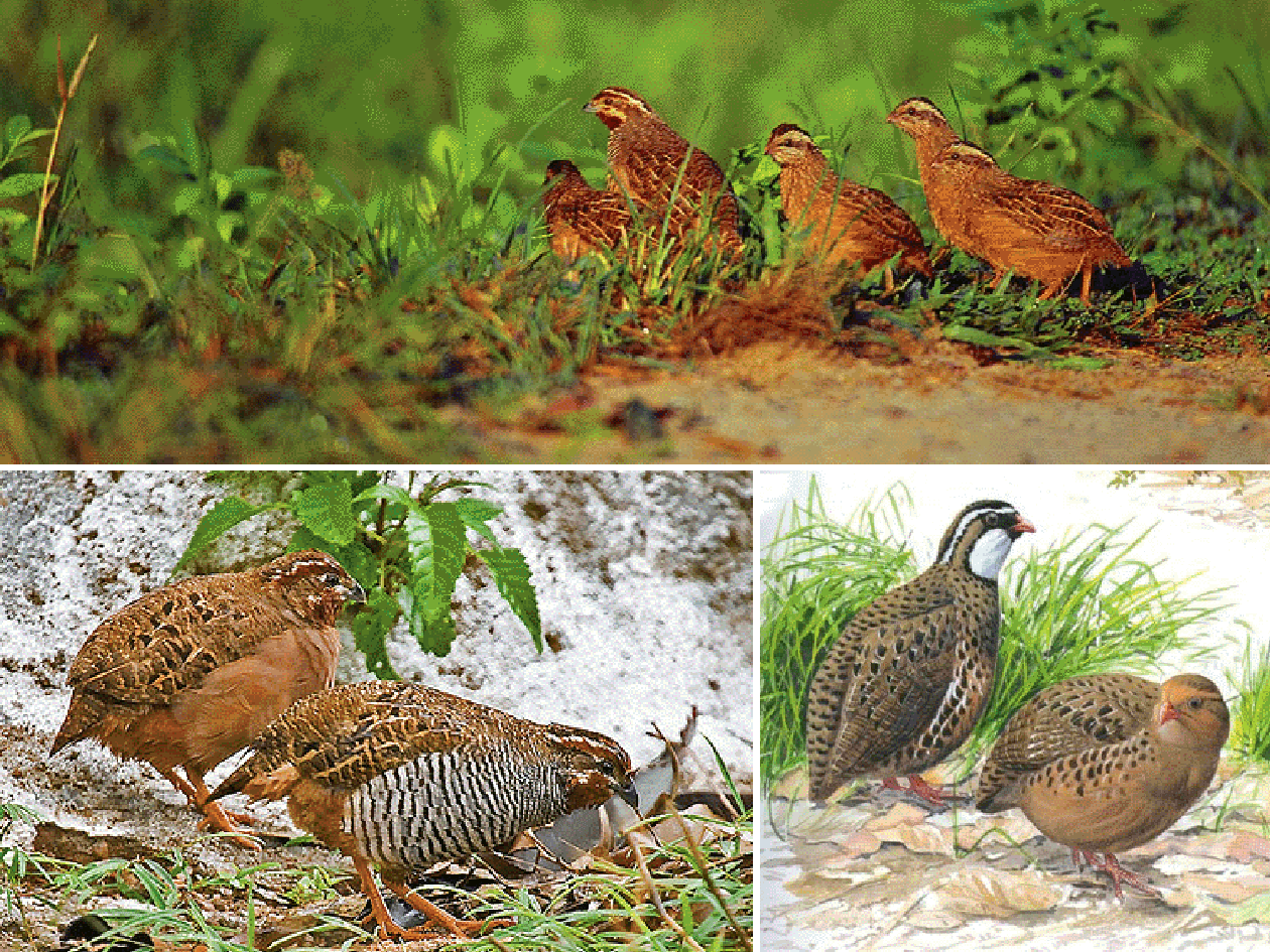 [Jungle-Bush-Quail.png]