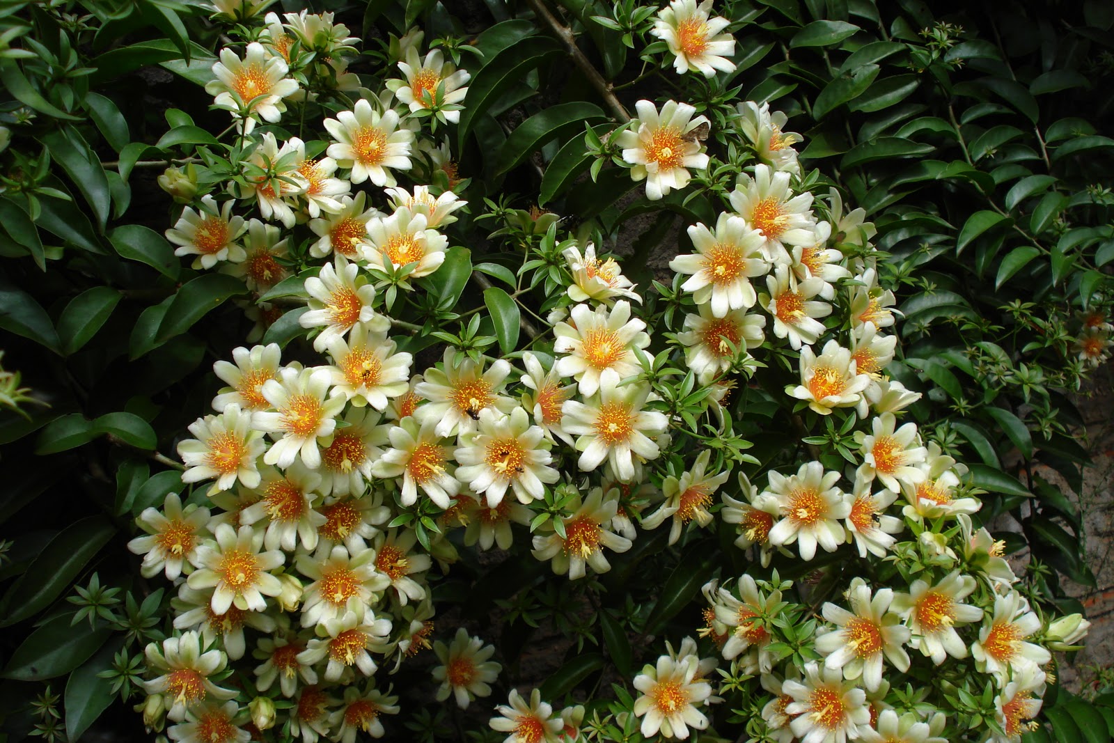 Blog da Chácara Recanto das Pedras Orapronobis (Pereskia aculeata) Blog da Chácara Recanto das Pedras Orapronobis (Pereskia aculeata)