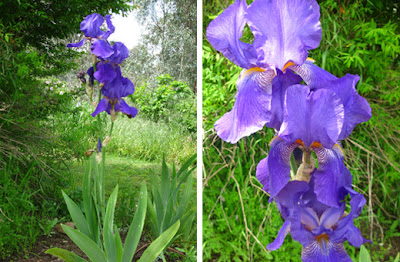 The Bowerbird: November 2010