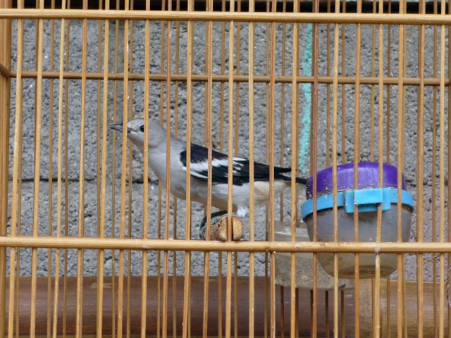 Toko Burung Online