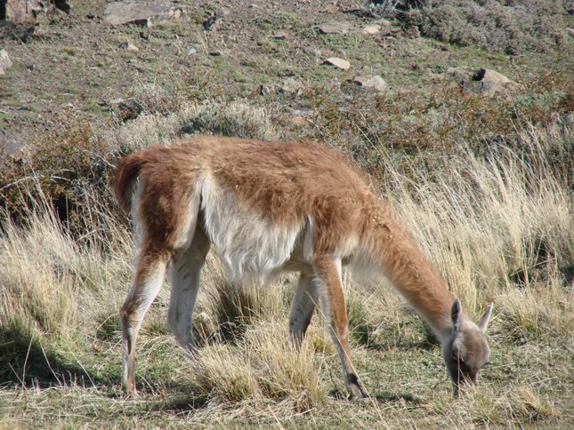 guanaco 2