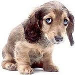 Sad dog