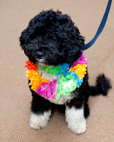 Photo of Bo Obama