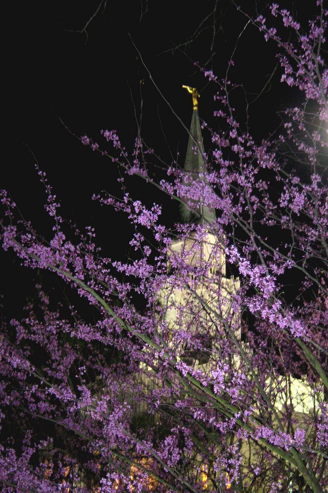 [Houston+Temple+at+Night+Spring+2008+005.jpg]