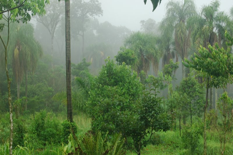 Selva Nativa Misionera