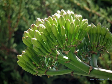 Boccioli di fiori d'agave