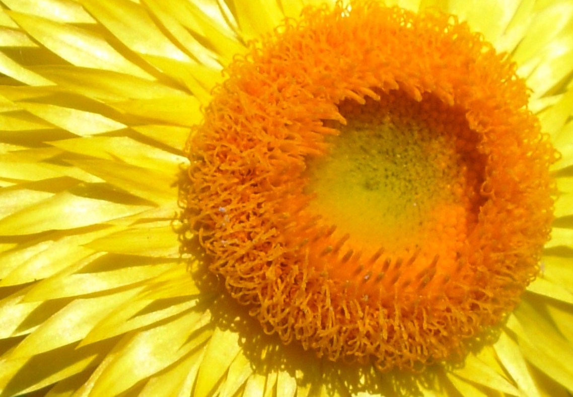 walt whitman walt whitman poster