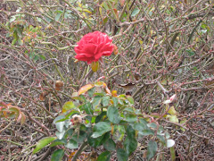 Oh to be a rose in the midst of thorns...