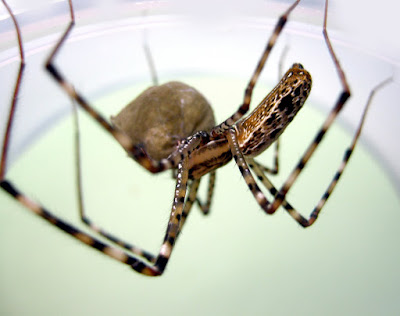 10 facts about tarantulas picture