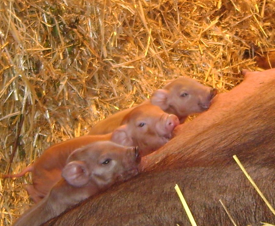 [piglets.jpg]