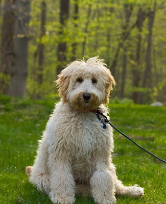 labradoodle cuts